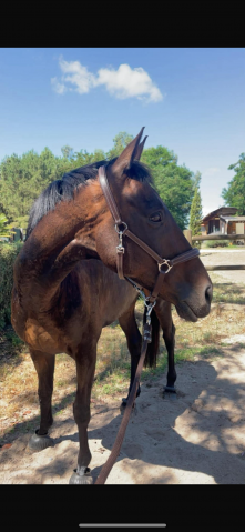 Hongre aqps polyvalent 