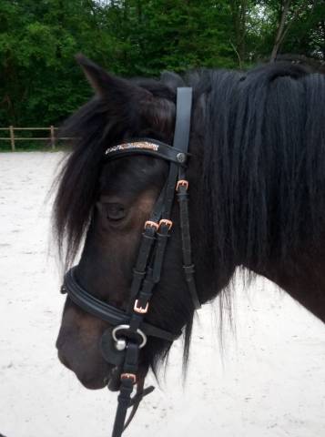 Vente ponette b de 12ans 