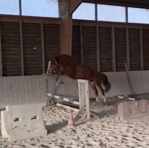 Jument selle français 