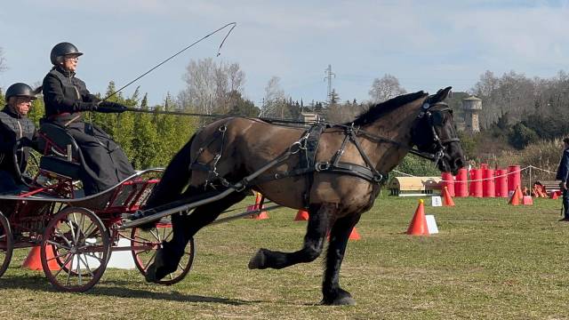 Cheval de merens, 10 ans, monté et attelé.