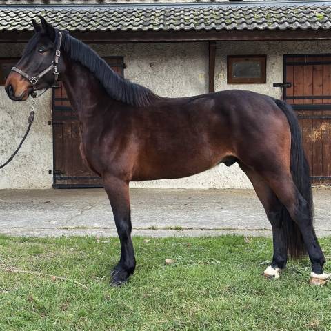 Super 4 ans idéal amateur