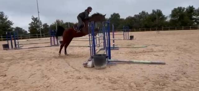 Cheval selle français