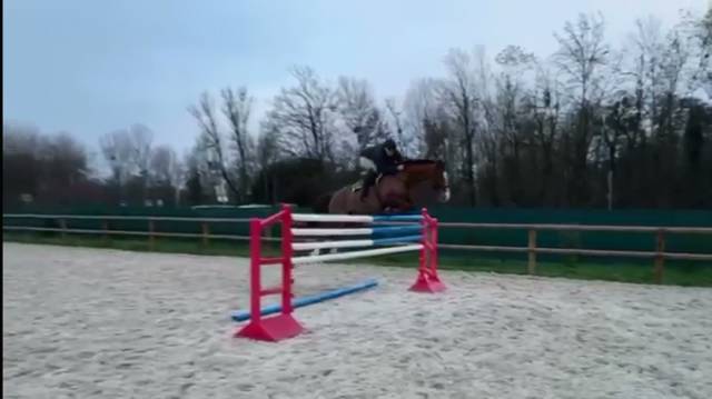 Selle français – jument – alezane – 164cm – 9ans