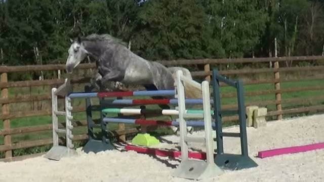 Selle français – 5ans –hongre - gris – 168cm