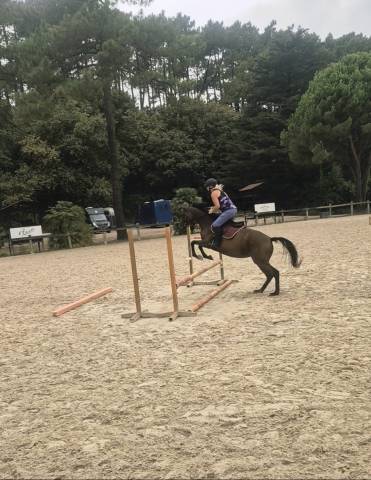 Chevaux ps polyvalents à vendre