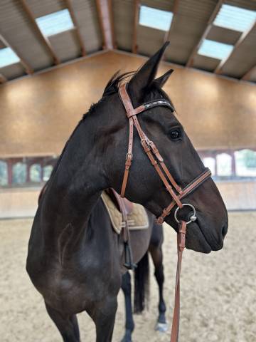 Hongre 7 ans à vendre 