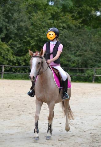 Poney c 8 ans welsh part-bred polyvalent