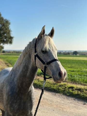 Petit cheval maître d’école 