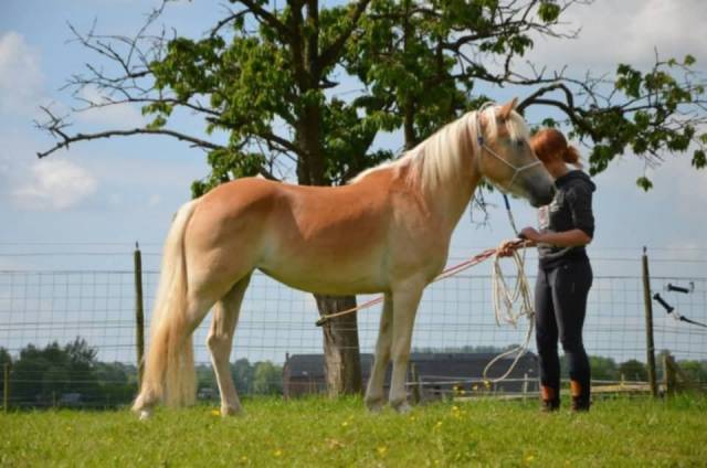 A vendre jument pp haflinger indemne pssm1