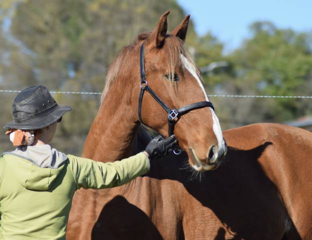 Poulain pur sang lusitanien