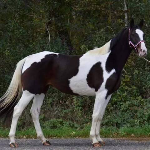 Magnifique jument pie origines sport de 6 ans 