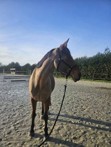 Poulinière typée arabe (37.5%) ou pour cavalier averti