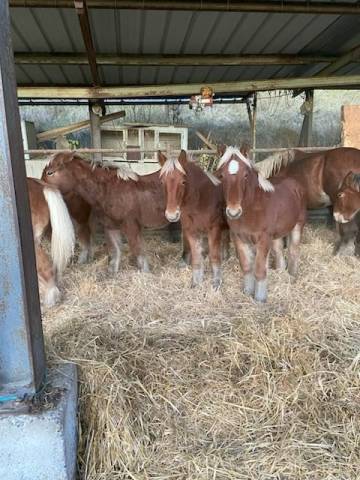 Poulain mâle trait comtois plein papier