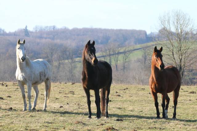 Poulinières à vendre