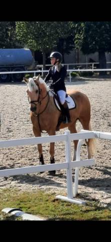 à vendre très joli palomino cso/dressage