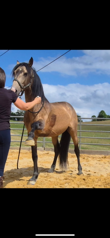 Magnifique cheval lusitanien oc nommé fantastico