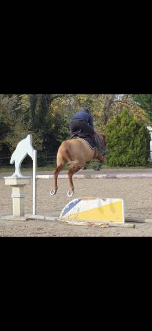 Eole du quesne, hongre 12 ans