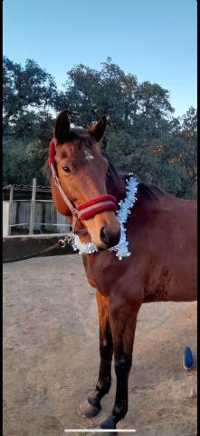 Jument selle français 8 ans 