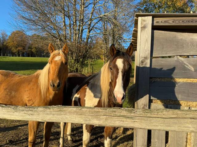 2 chevaux quarter et paint horse 