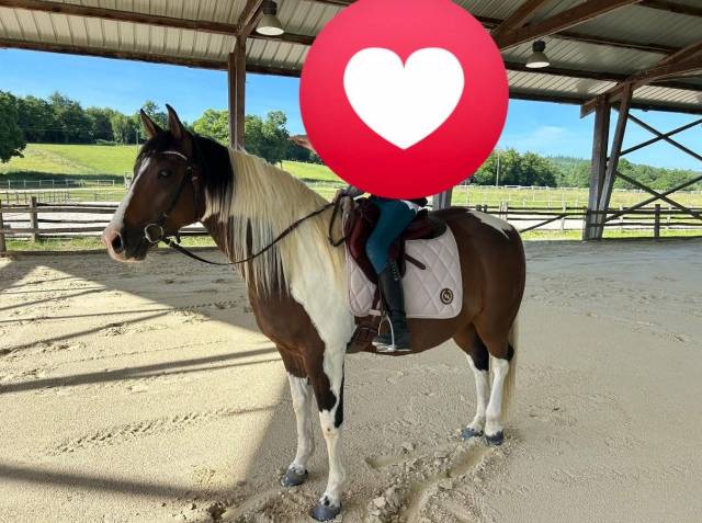 Paint horse pp hongre 6 ans