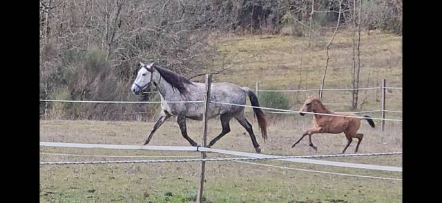 Vends jument psl suitée 