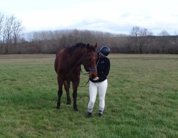 Selle français 22 ans
