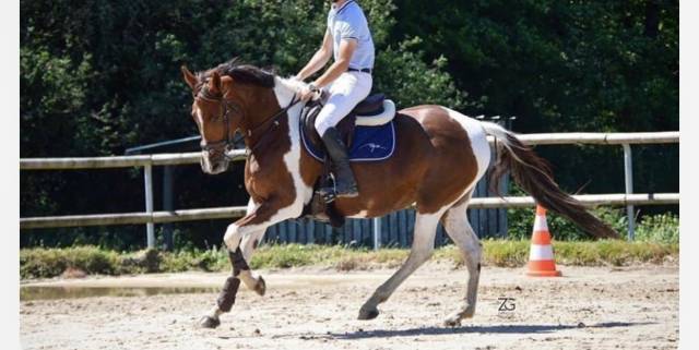Jument poulinière onc