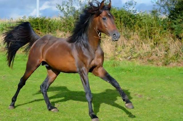 Cheval pur sang arabe