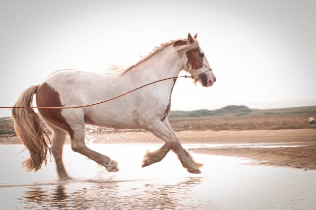 Hongre gypsy cob pp