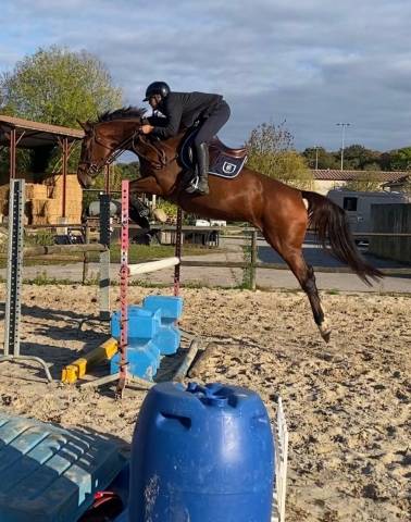 à vendre jument de sport de 5 ans