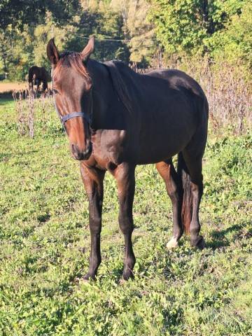 Hongre , trotteur 10 ans