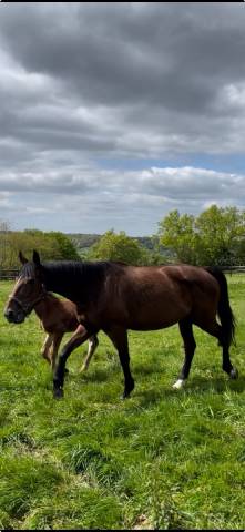 Pouliniére trotteur , pleine