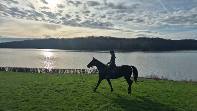 Superbe jument de 10ans polyvalente 