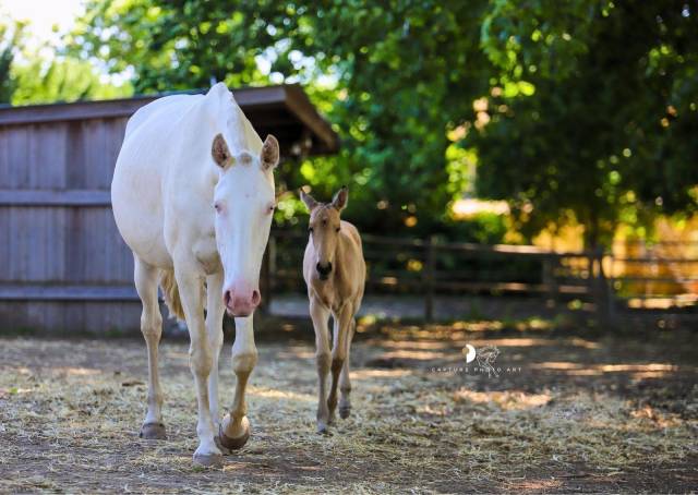 Pouliche lusitanienne 