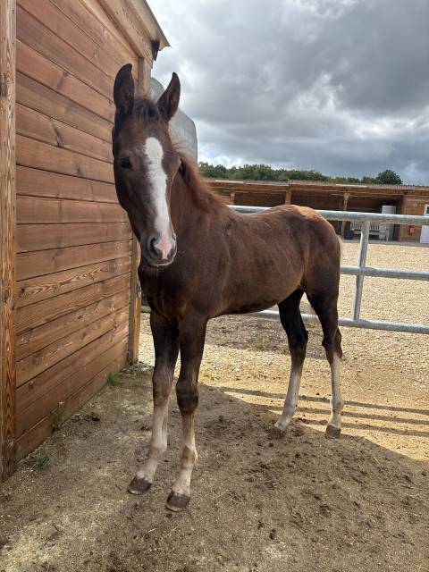 Opportunité poulain sf belle lignée 