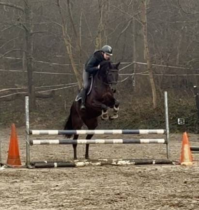 Magnifique jument de 7 ans, +- 1m65, westphalienne 