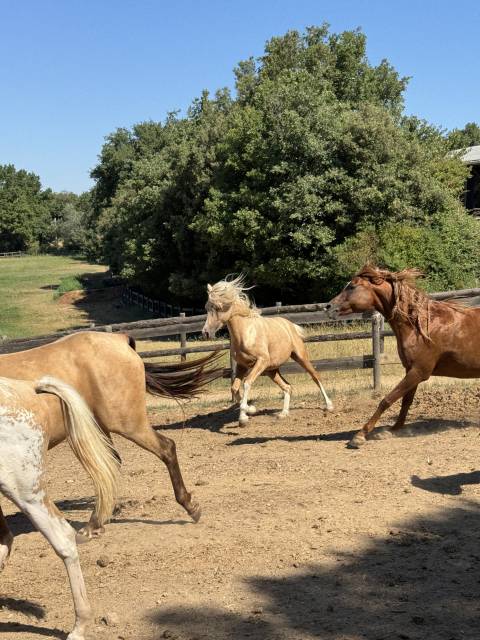 étalon dsa palomino