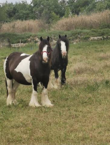 Très belle jument gypsy cob