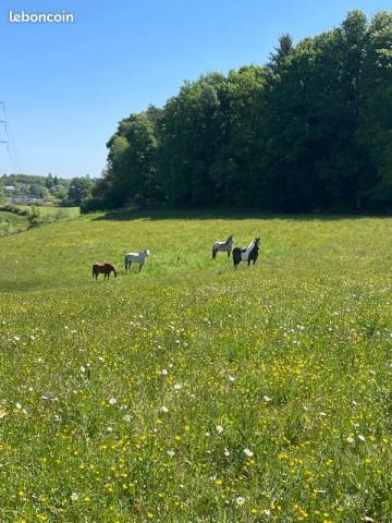 Pension chevaux retraité/loisirs