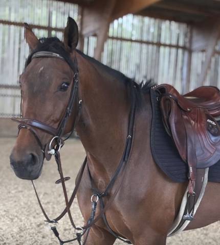 Jument de sport 8 ans par kanann idéal junior 