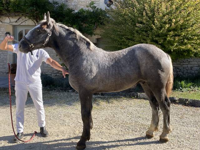 Percheron poulain