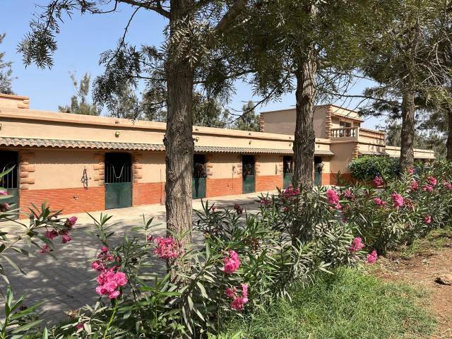 Cavalière /assistante d'entraineur – maroc