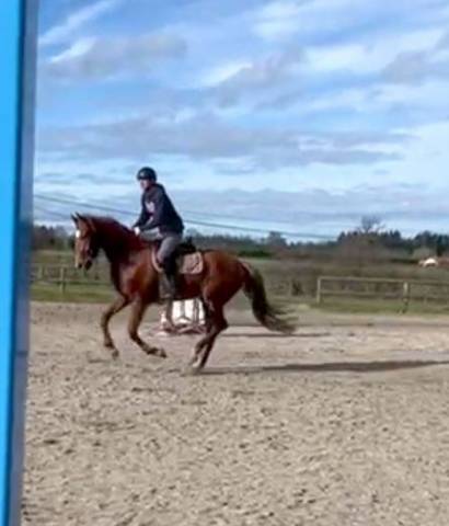 Jument oc selle francais 4 ans 