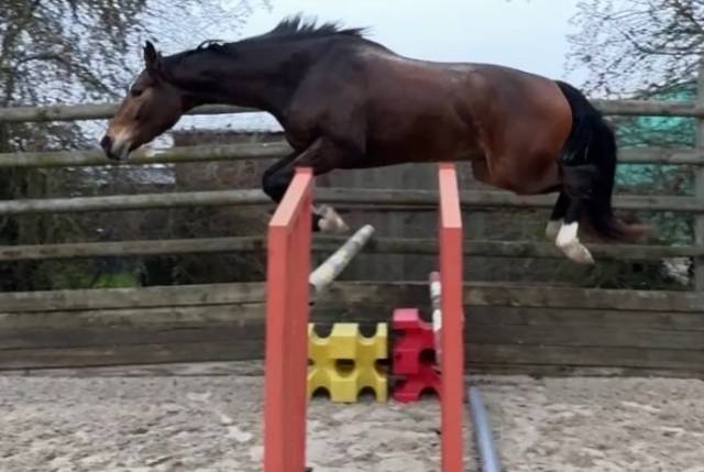 3 ans - hongre - débourré