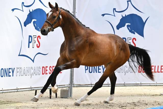 3 ans - hongre - débourré