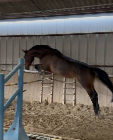 Jument - selle française - 5 ans 