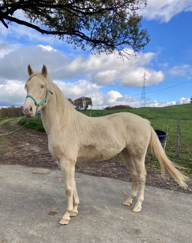 Jument crème pp race crème 