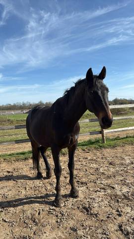 Urgent hongre à donner 