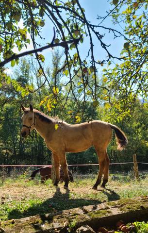 Pouliche isabelle oc