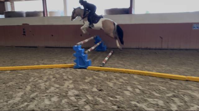 Jument oc pie isabelle